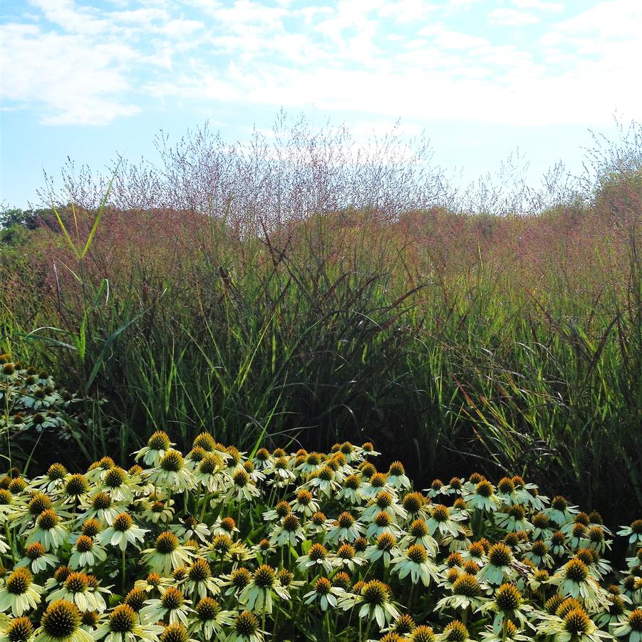 Panicum 'Shenandoah' - Switchgrass from Babikow Wholesale Nursery