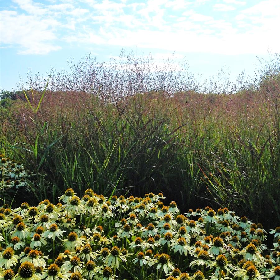 Panicum 'Shenandoah' - Switchgrass from Babikow Wholesale Nursery