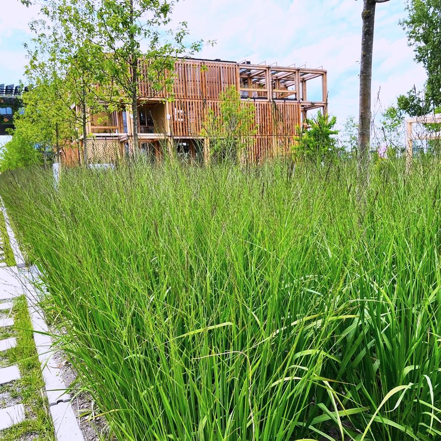 Panicum virgatum - Switchgrass from Babikow Wholesale Nursery