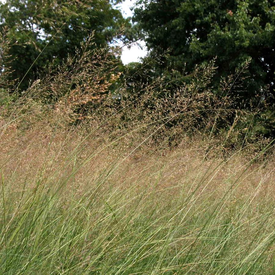 Sporobolus heterolepsis - Prairie dropseed from Babikow