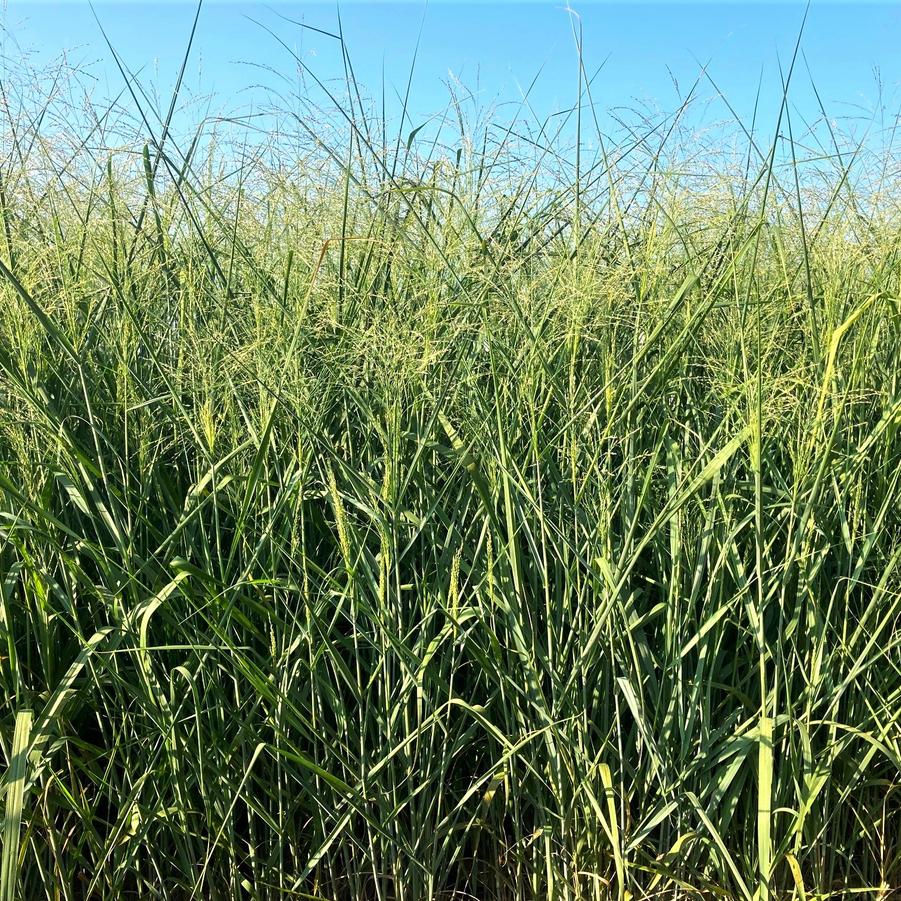 Panicum 'Cloud Nine' - Switch grass from Babikow Wholesale Nursery