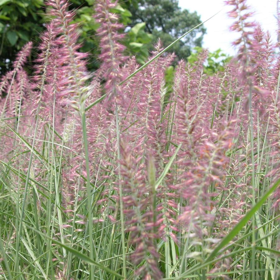 Pennisetum ori. 'Karley Rose' - Orientale Fountain Grass from Babikow Wholesale Nursery