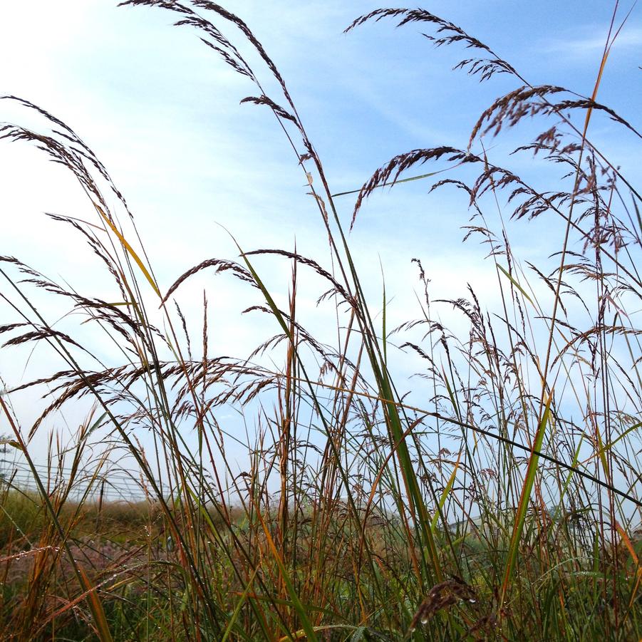 Sorghastrum nutans - Indian Grass from Babikow Wholesale Nursery