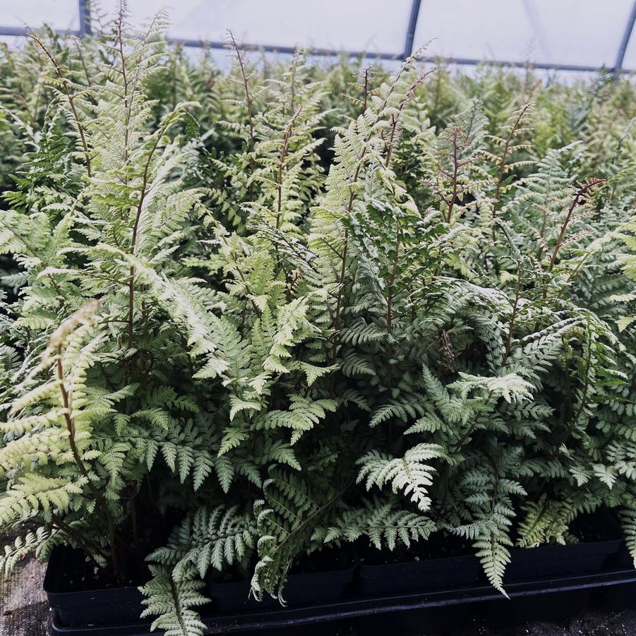 Athyrium x 'Ghost' - Ghost fern from Babikow Wholesale Nursery