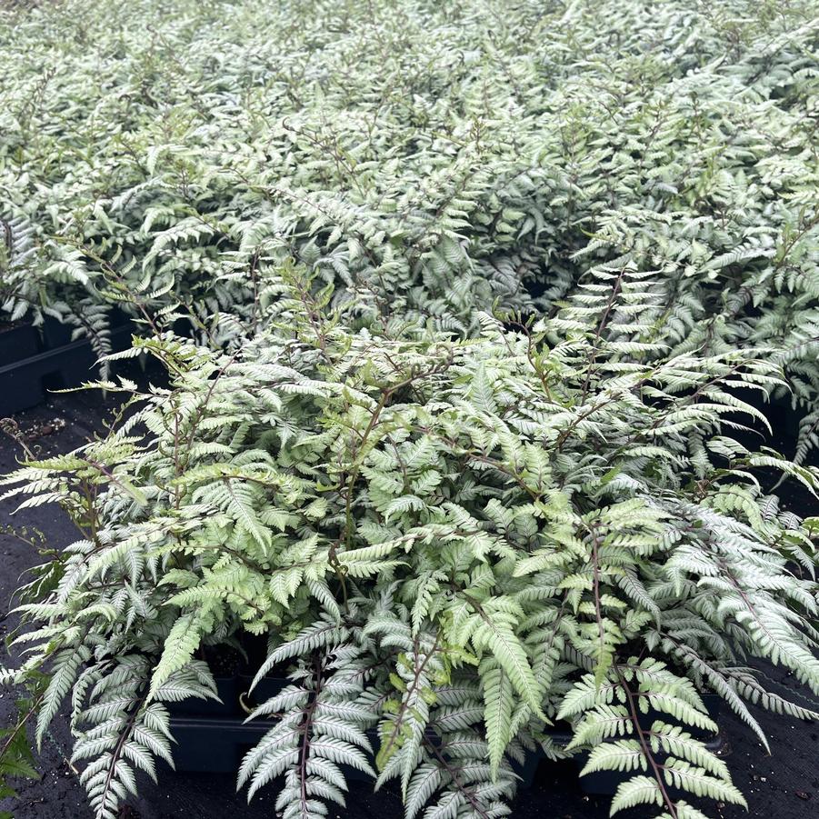 Athyrium nip. 'Pictum' - Japanese Painted fern from Babikow Wholesale Nursery