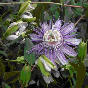 Passiflora incarnata - Wild Passion Flower from Babikow Wholesale Nursery