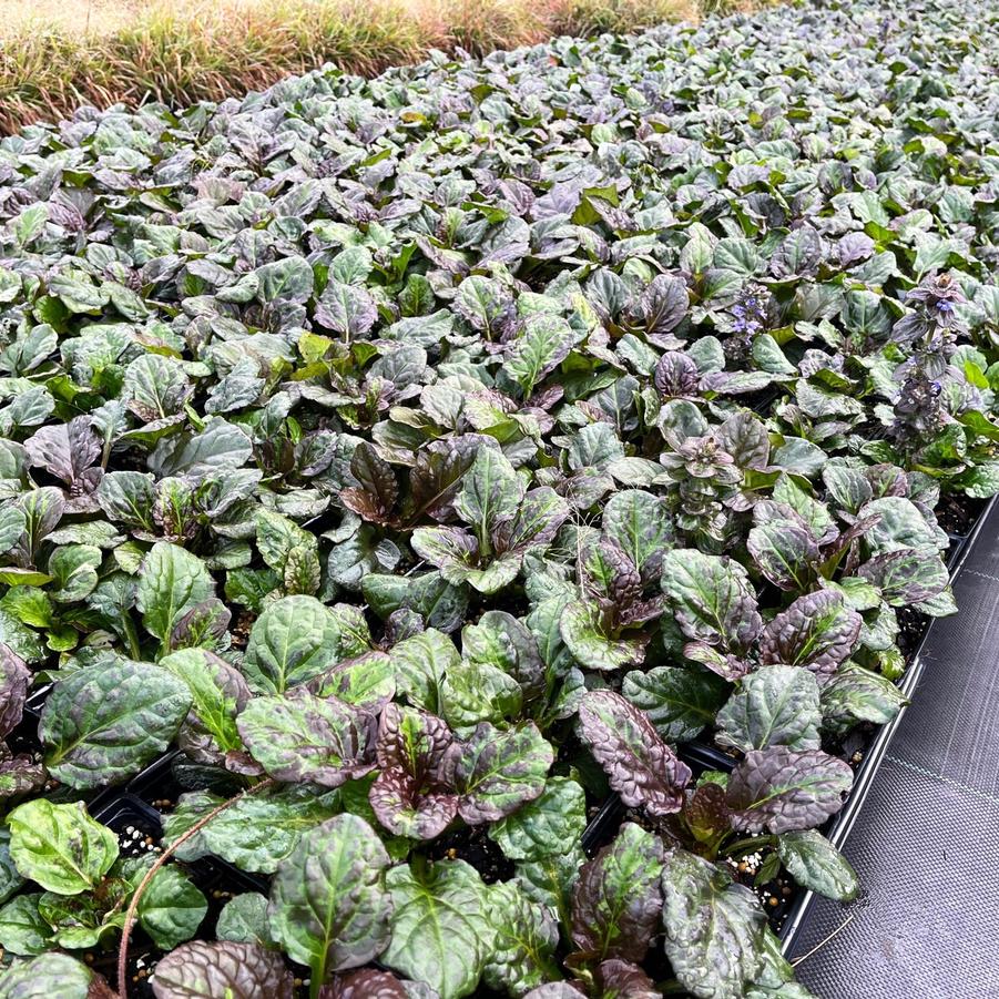 Ajuga 'Catlin's Giant' - Bugleweed from Babikow Wholesale Nursery