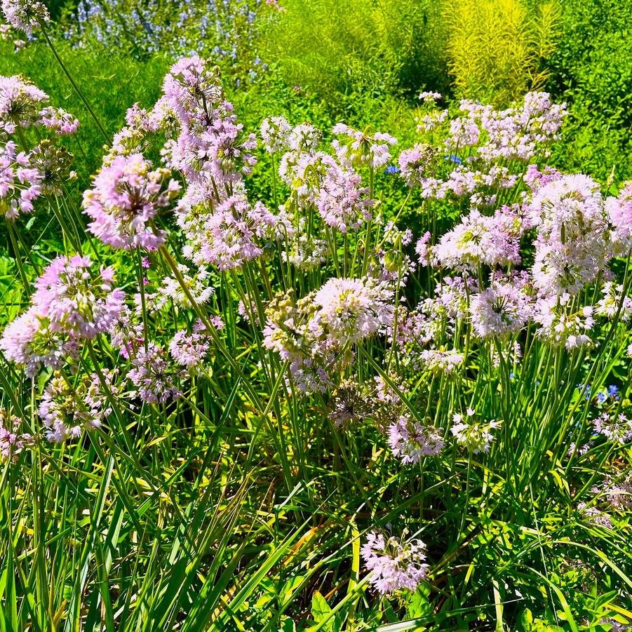 Allium cernuum - Nodding Onion from Babikow Wholesale Nursery