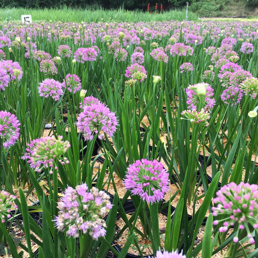 Allium 'Millenium' - Ornamental Onion from Babikow Wholesale Nursery