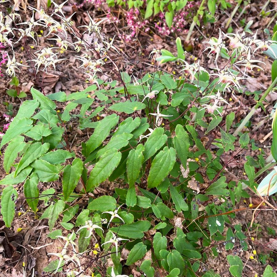 Epimedium x 'Domino' - Barrenwort from Babikow Wholesale Nursery