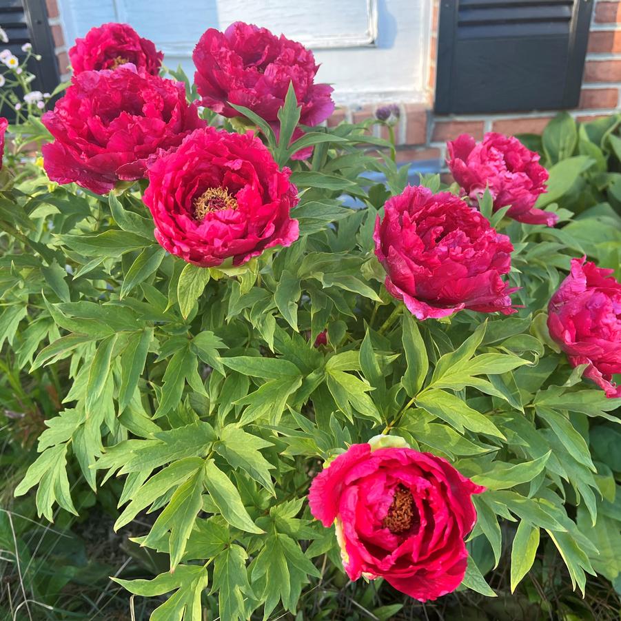 Paeonia suffruticosa assorted colors - Tree Peony from Babikow