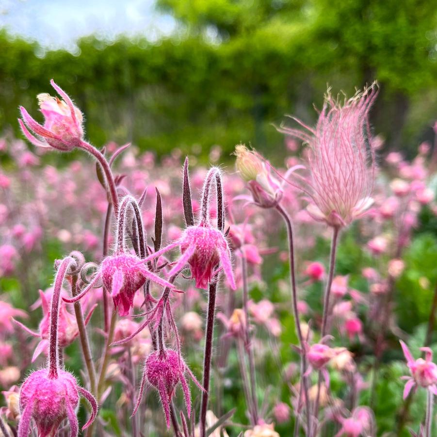 Geum triflorum - Prairie Smoke from Babikow Wholesale Nursery