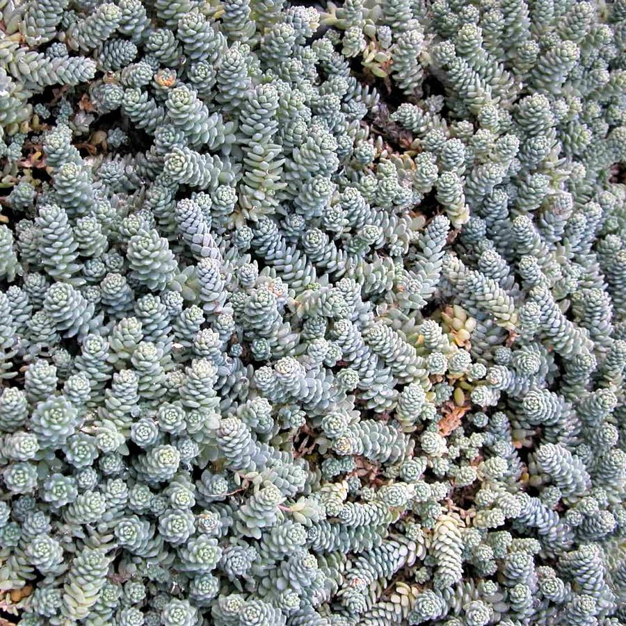 Sedum dasyphyllum - Stonecrop from Babikow Wholesale Nursery