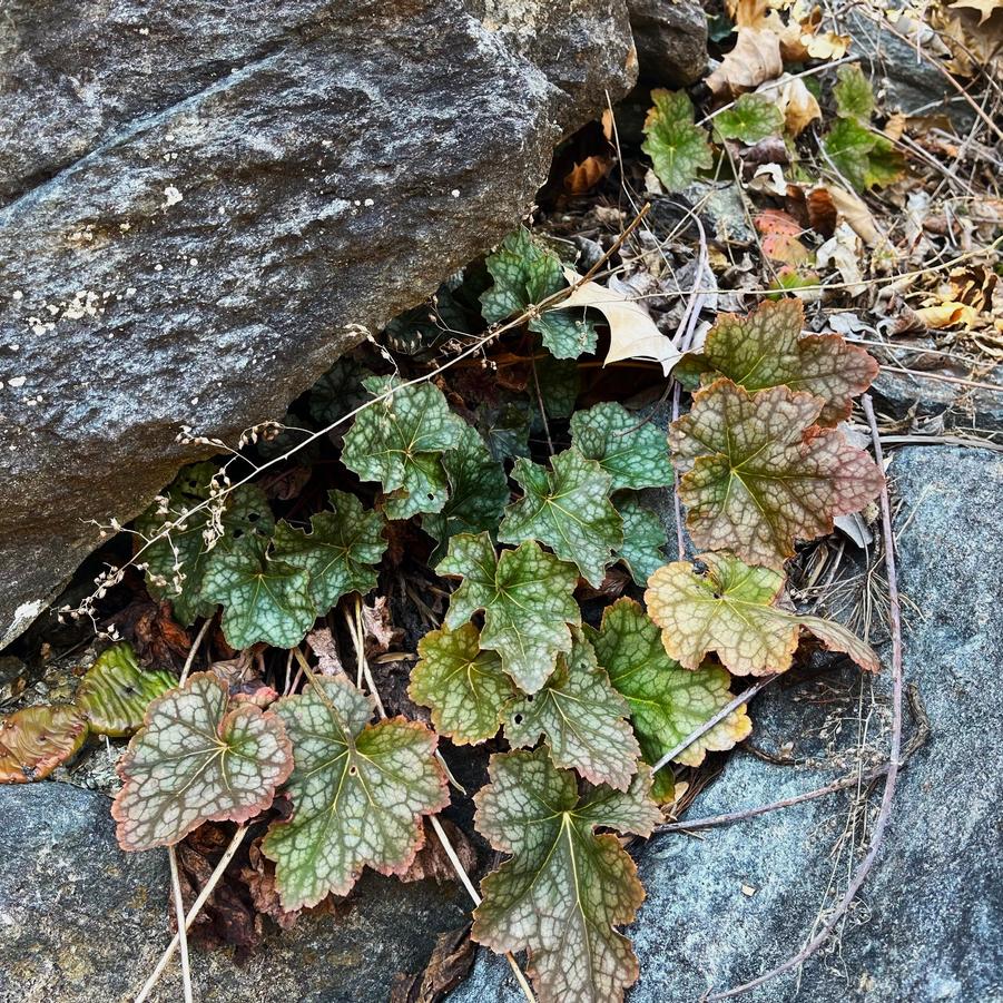 Heuchera americana - Coral bells from Babikow Wholesale Nursery