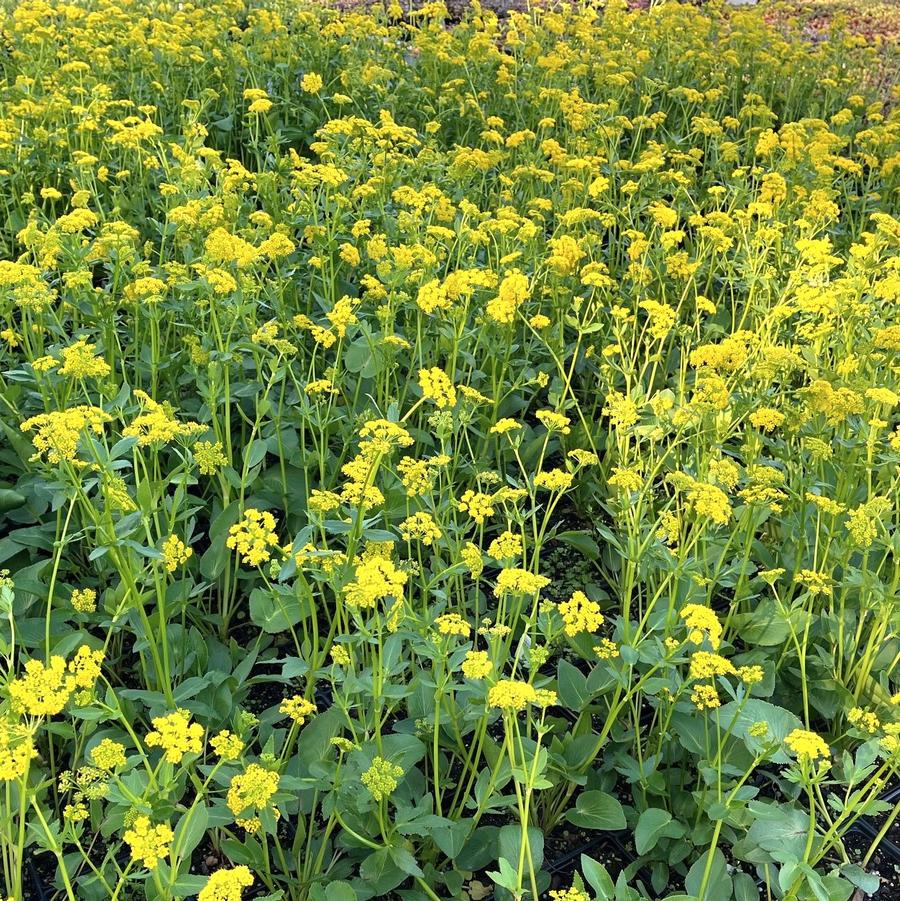 Zizia aptera - Heartleaf Meadow Parsnip from Babikow Wholesale Nursery