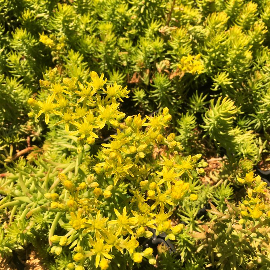 Sedum rup. 'Angelina' - Stonecrop from Babikow Wholesale Nursery