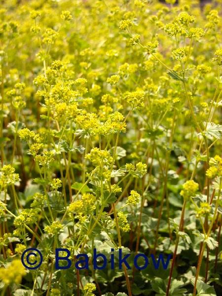 Alchemilla erythropoda - Dwarf Lady's Mantle from Babikow Wholesale Nursery