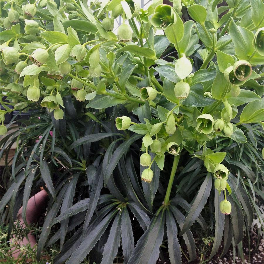 Helleborus foetidus - Bears Foot Hellbore from Babikow Wholesale Nursery