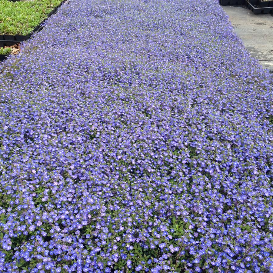 Veronica ped. 'Georgia Blue' - Speedwell from Babikow Wholesale Nursery