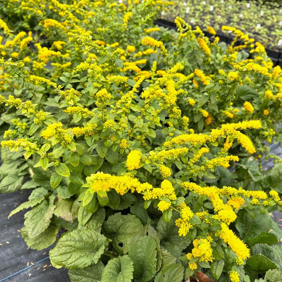 Solidago sph. 'Golden Fleece' - Goldenrod from Babikow Wholesale Nursery