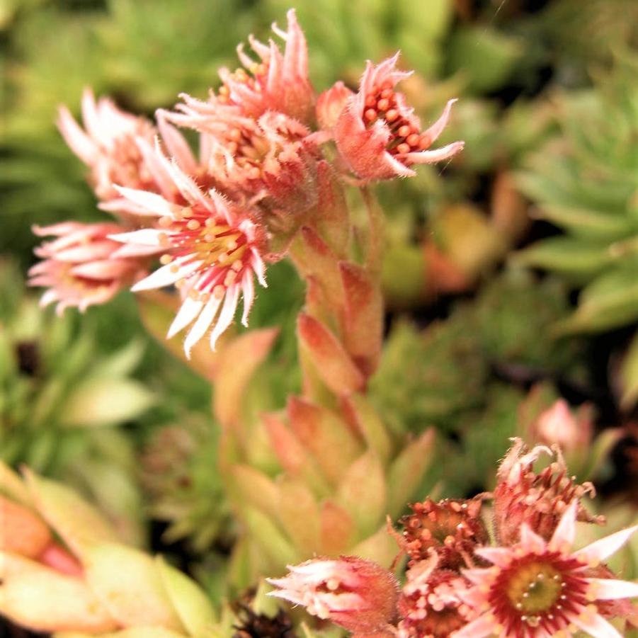 Sempervivum 'Hardy Mixed' - Hen and Chicks from Babikow Wholesale Nursery