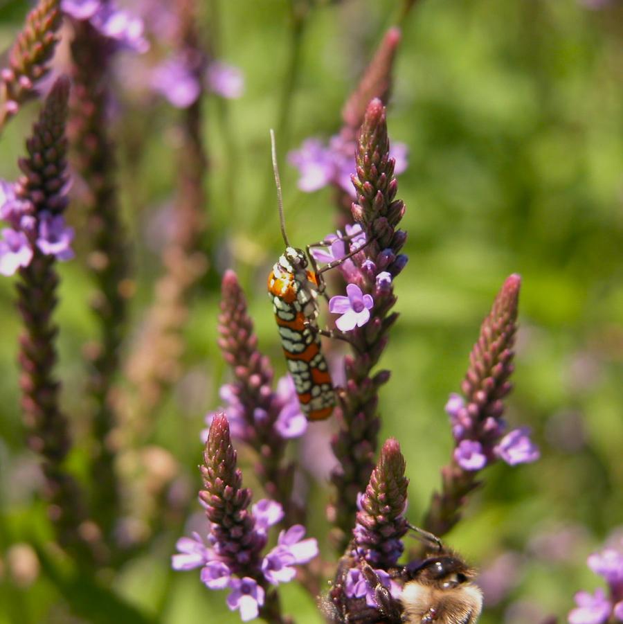 Verbena hastata - American Blue Vervain from Babikow Wholesale Nursery