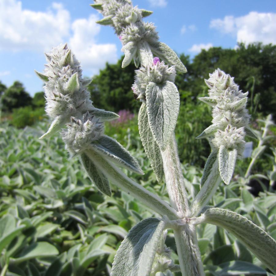 Stachys byz. 'Helene von Stein' - Lamb's Ear from Babikow Wholesale Nursery