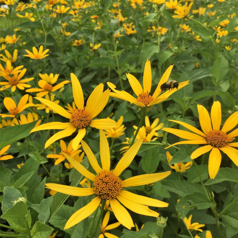 Heliopsis helianthoides - False Sunflower from Babikow Wholesale Nursery