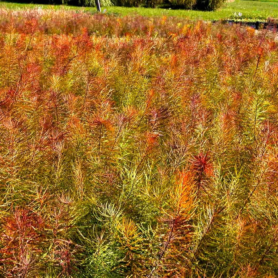 Amsonia hubrichtii - Thread leafed Bluestar from Babikow Wholesale Nursery