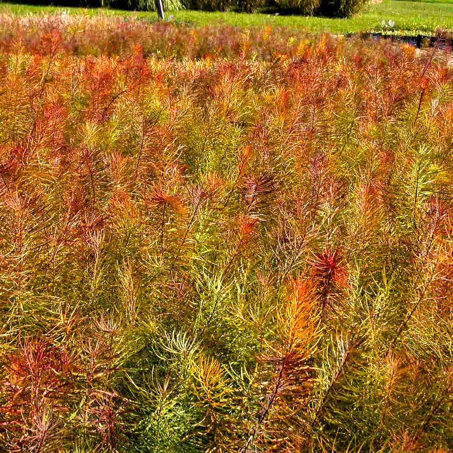 Amsonia hubrichtii - Thread leafed Bluestar from Babikow Wholesale Nursery