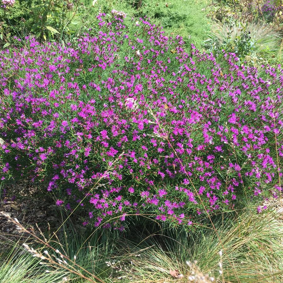 Vernonia let. 'Iron Butterfly' - Ironweed from Babikow Wholesale Nursery