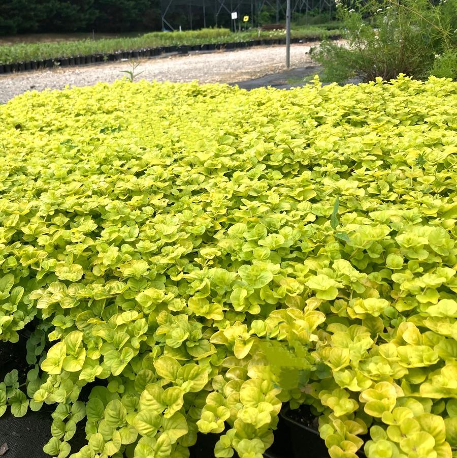 Lysimachia num. 'Aurea' - Creeping Jenny from Babikow Wholesale Nursery