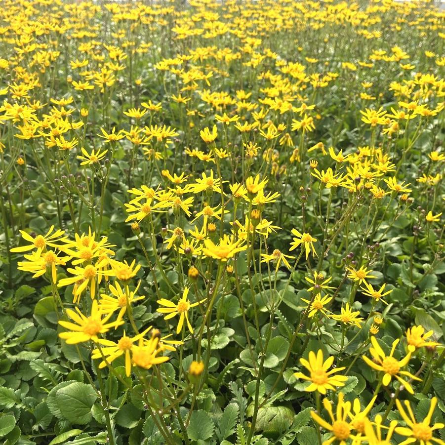 Packera aurea - syn. Senecio Aureus from Babikow Wholesale Nursery