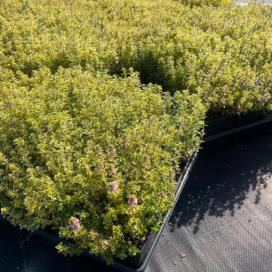 Thymus cit. 'Aureus Variegatus' - Golden Lemon Thyme from Babikow Wholesale Nursery