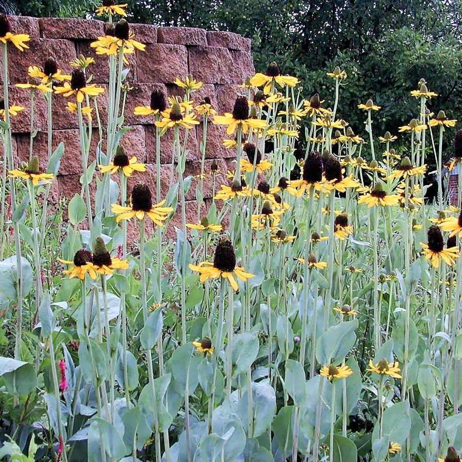 Rudbeckia maxima - Great Coneflower from Babikow Wholesale Nursery