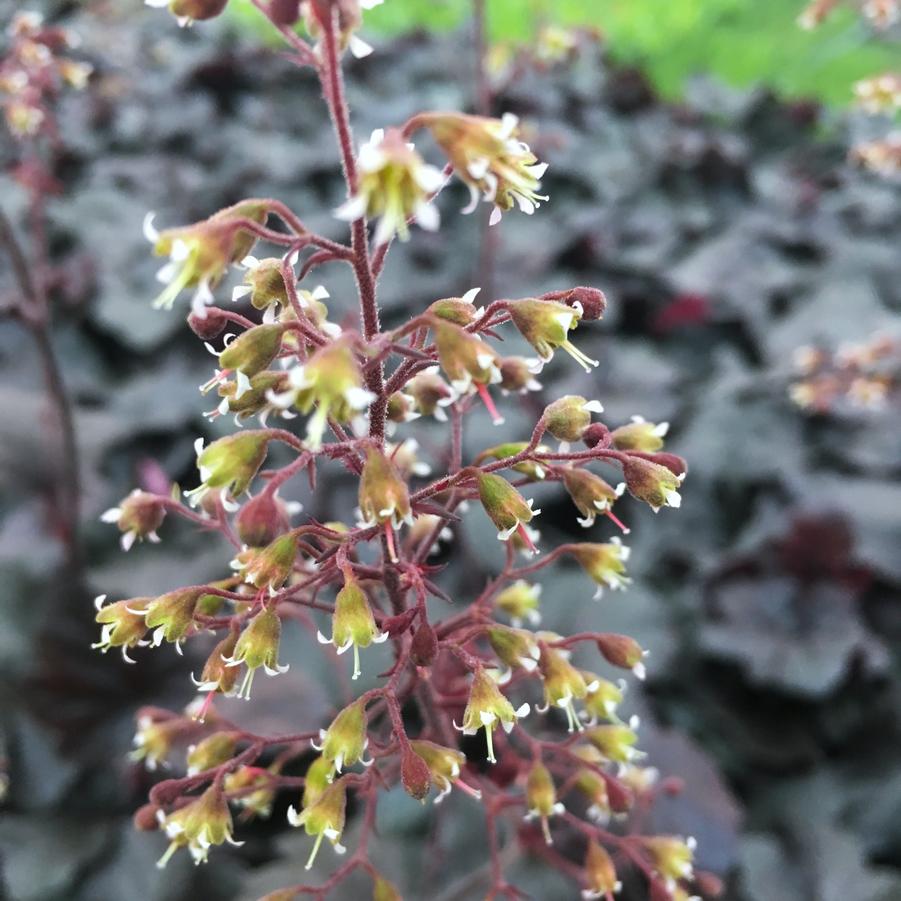 Heuchera x 'Obsidian' - Coral bells from Babikow Wholesale Nursery