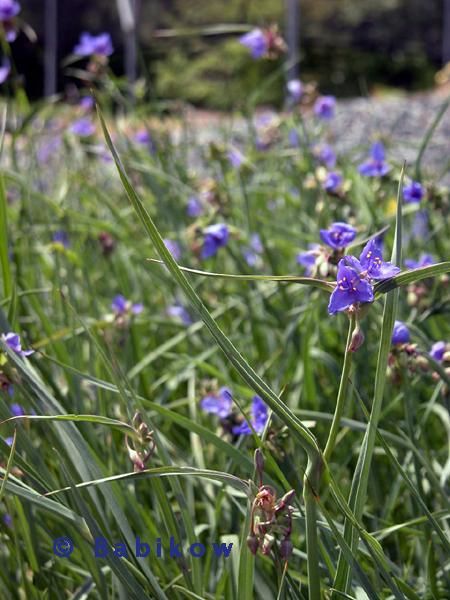 Tradescantia ohioensis - Spiderwort from Babikow Wholesale Nursery