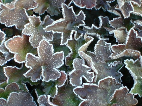 Heuchera mic. 'Palace Purple' - Coral bells from Babikow Wholesale Nursery