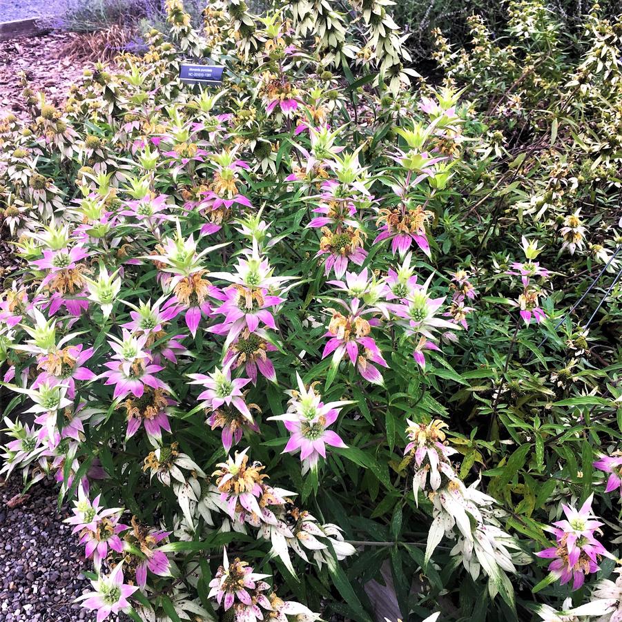 Monarda punctata - Spotted Bee Balm from Babikow Wholesale Nursery