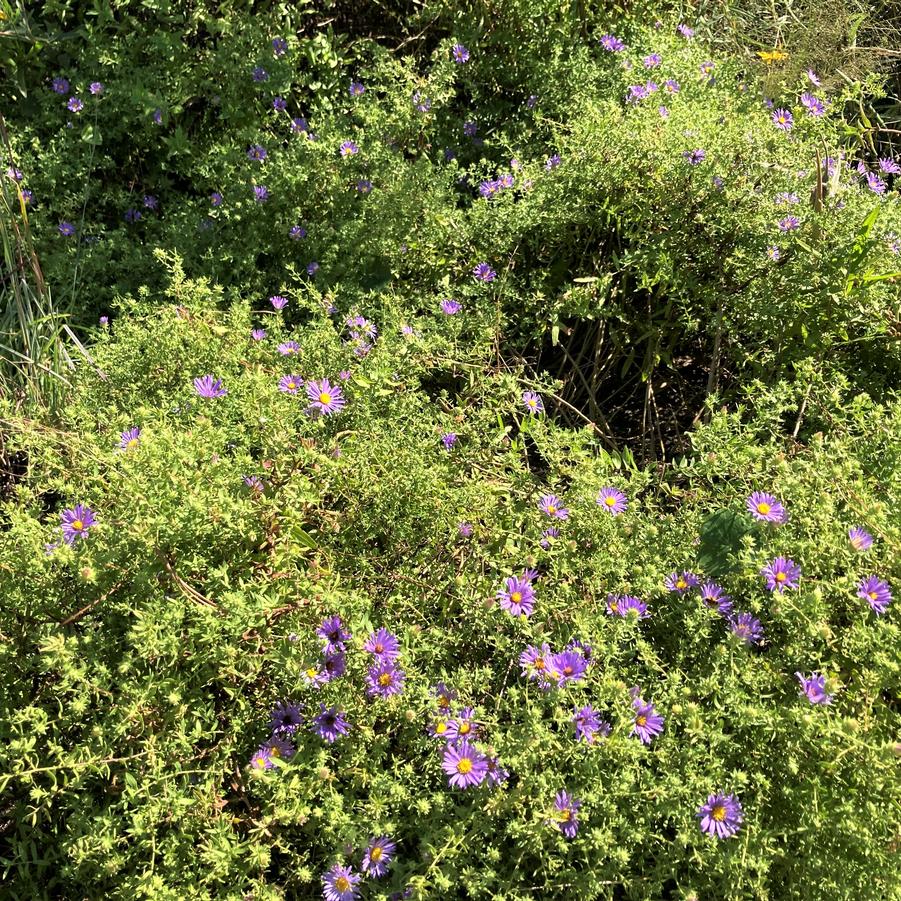 Aster obl. 'Raydon's Favorite' - Aromatic Aster from Babikow Wholesale Nursery