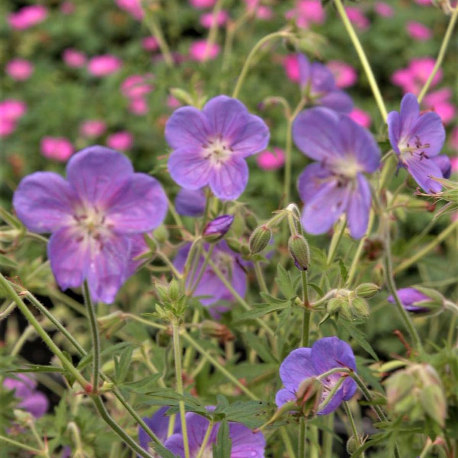 Geranium 'Rozanne' - Crane's Bill from Babikow Wholesale Nursery