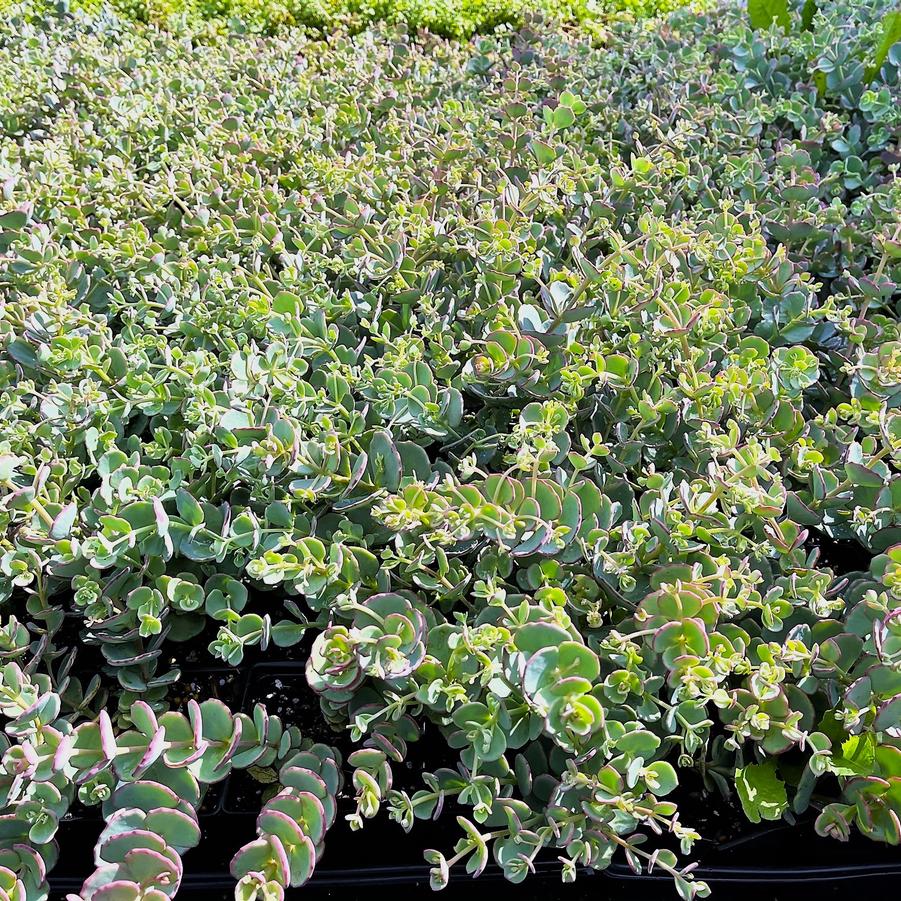 Sedum sieboldii - Stonecrop from Babikow Wholesale Nursery