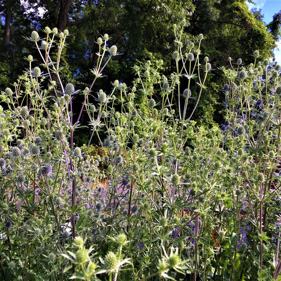 Eryngium 'Blue Cap' - Sea Holly from Babikow Wholesale Nursery