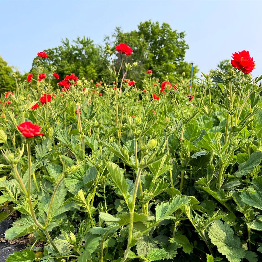 Geum 'Blazing Sunset' - Avens from Babikow Wholesale Nursery