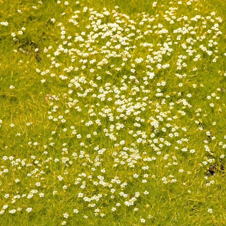 Sagina sub. 'Aurea' - Pearlwort from Babikow Wholesale Nursery