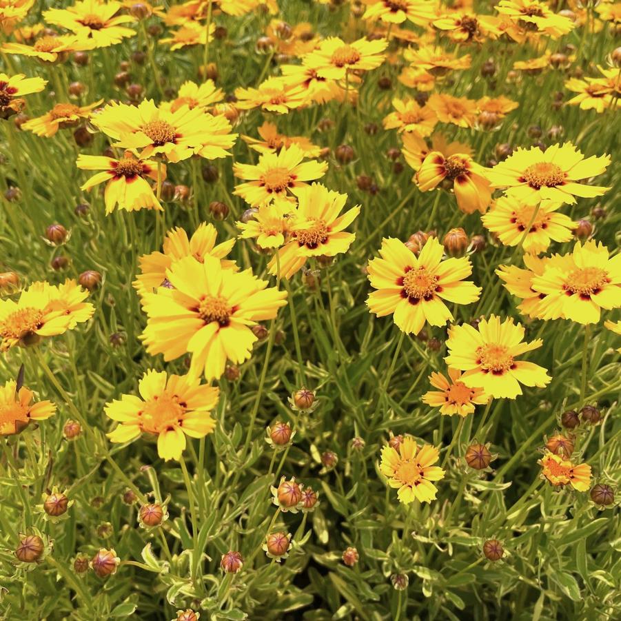 Coreopsis X 'Tequilla Sunrise' - Tickseed from Babikow Wholesale Nursery