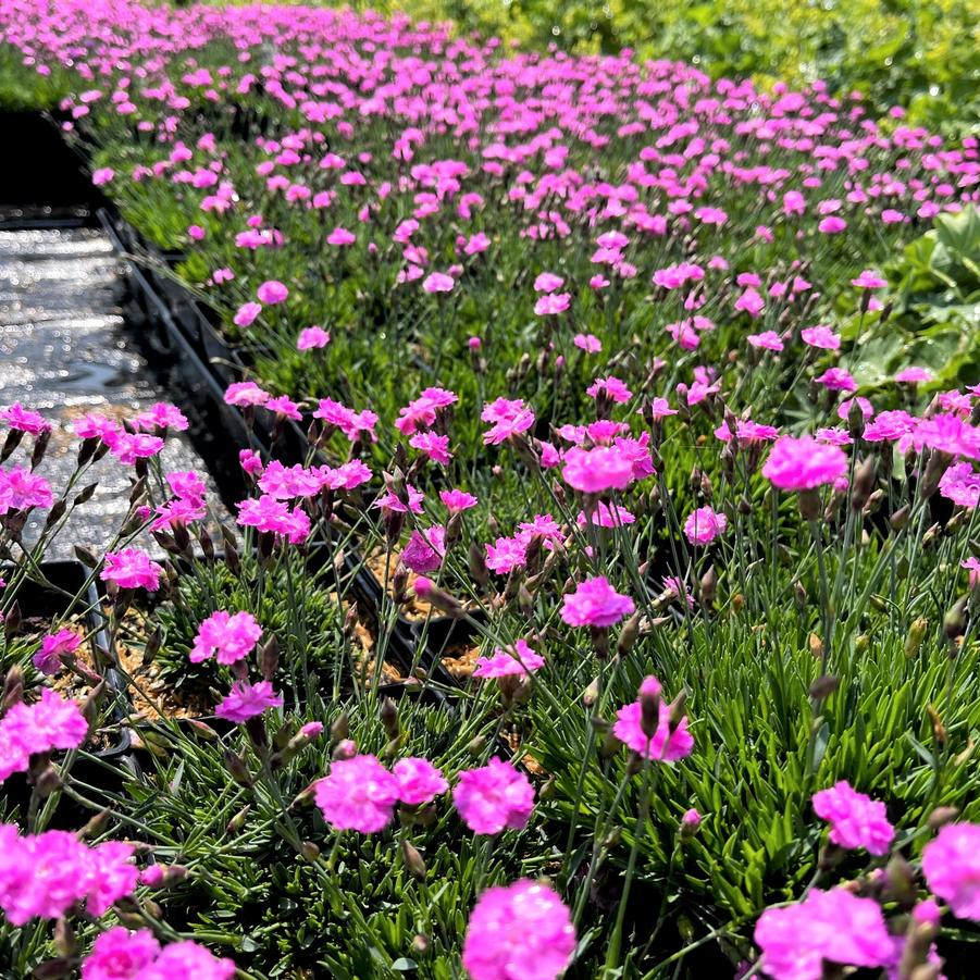 Dianthus 'Tiny Rubies' - Cheddar Pinks from Babikow Wholesale Nursery