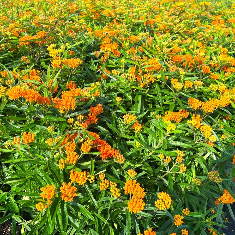 Asclepias tuberosa - Butterfly Milkweed from Babikow Wholesale Nursery