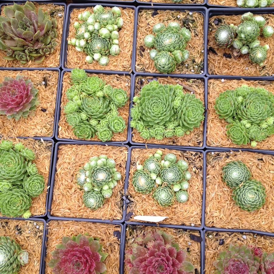 Sempervivum 'Hardy Mixed' - Hen and Chicks from Babikow Wholesale Nursery