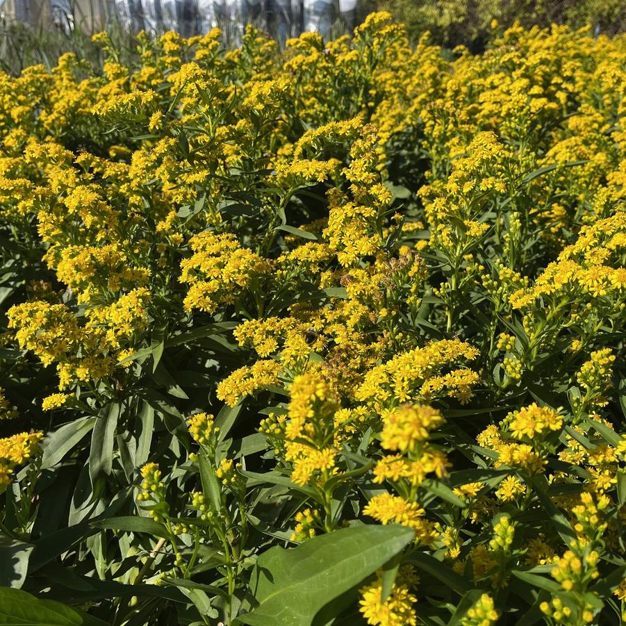 Solidago sempervirens - Seaside Goldenrod from Babikow Wholesale Nursery